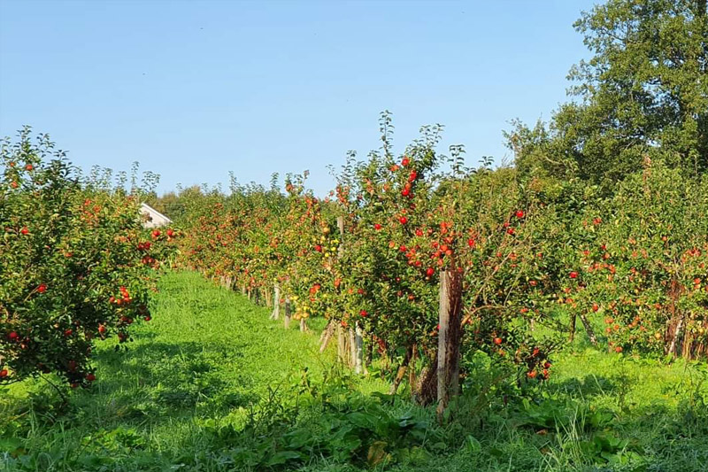 Apple orchard at Falkland Estate
