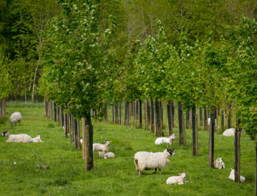 David McKay of Soil Association writes about the role of agroforestry in sustainable and regenerative farming: GO Falkland