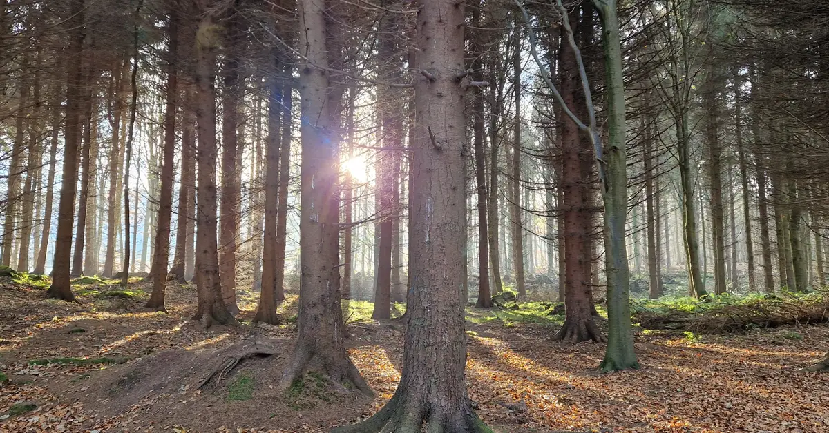 Falkland Trees